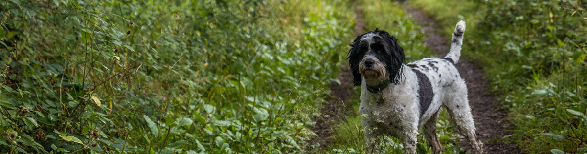 Dog portrait of Jem taken on location in a local wood